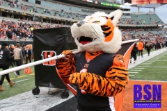 Bengals0011