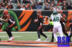 Bengals0027