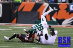 Bengals0052