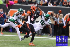 Bengals0060