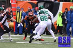 Bengals0061