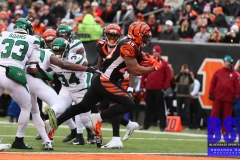 Bengals0096