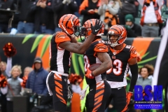 Bengals0099