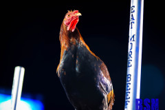 20221008-1362-UK-v.-South-Carolina-10-8-22